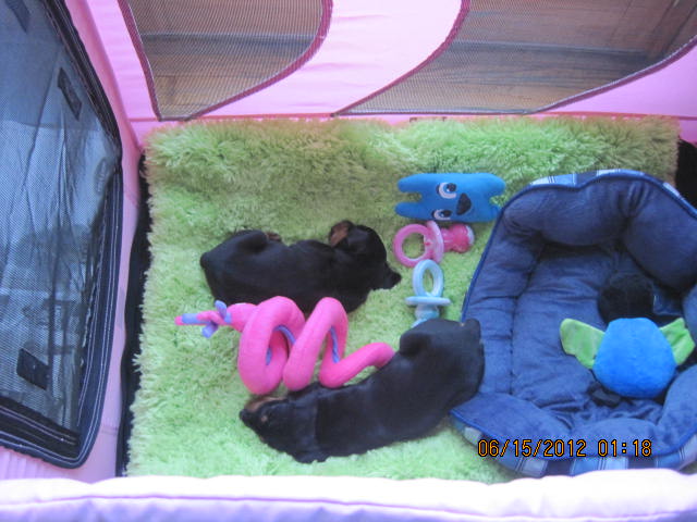 Gracie and George  dob 5/19/12