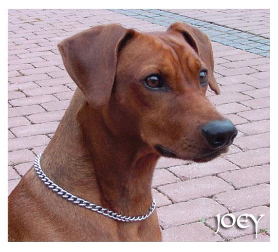 Joey Jolene's dad