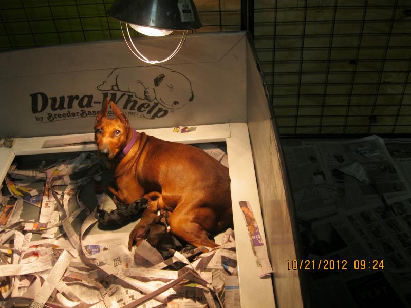Puppies one day old