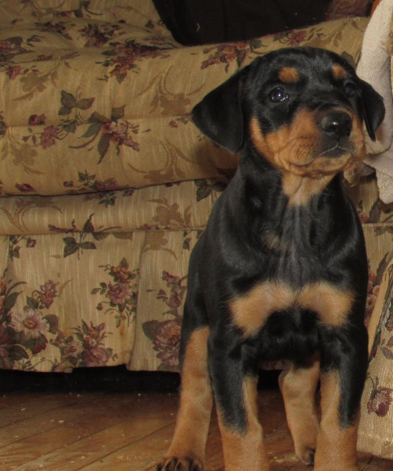 Sunnie another full sister to Jolene  DOB 3/14/14