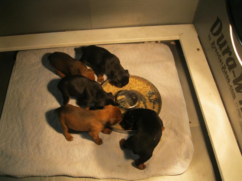 3 weeks old